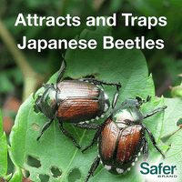 Thumbnail for Safer Japanese Beetle Trap | Gilford Hardware