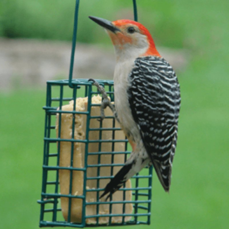 Audubon Steel Suet Bird Feeder | Gilford Hardware