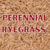 Thumbnail for Green Thumb Perennial Ryegrass Seed Mix | Gilford Hardware 