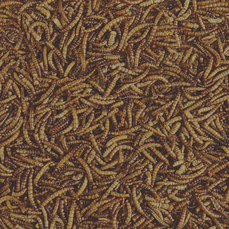 Kaytee Mealworms 17.6 oz. | Gilford Hardware