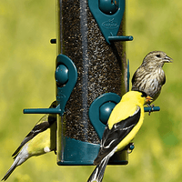 Thumbnail for Perky-Pet Wild Bird and Finch Feeder 1.8 lb. | Gilford Hardware