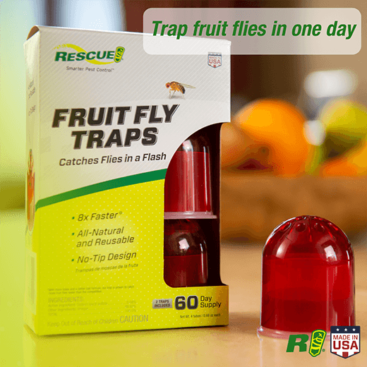 RESCUE Fruit Fly Trap 2-pack | How do I get rid of fruit flies? | GH