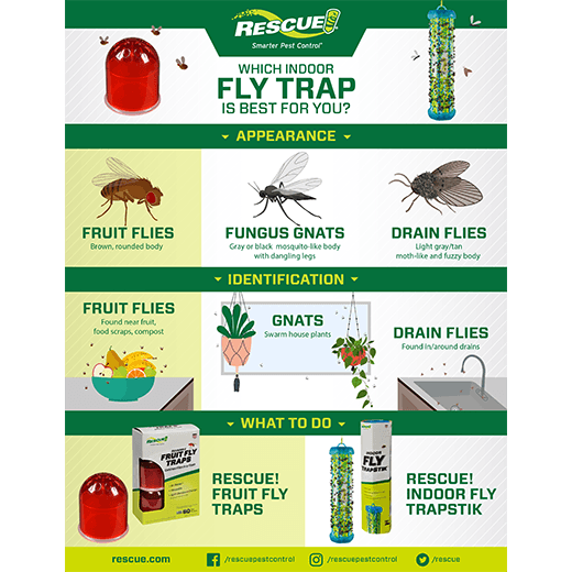 RESCUE Fruit Fly Trap 2-pack | How do I get rid of fruit flies? | GH